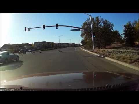 شاهد سرب طيور يعبر الشارع وفقا لكل قواعد المرور