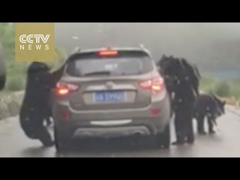 عائلة من الدببة تحاصر سيارة بركابها في الصين