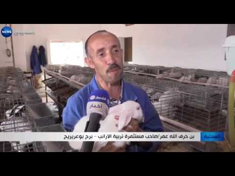 تربية الأرانب المغامرة المربحة