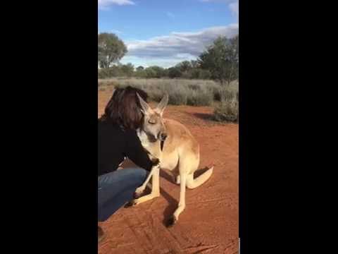 شاهد كنغارو تعشق الأحضان منذ طفولتها
