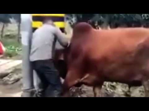 صينى يقتل ثورا بطعنه فى مخه