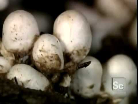 طريقة استزراع وجني فطر عيش الغراب المشروم