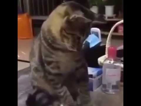 شاهد قطة تقف أمام صاحبتها وهي تأكل