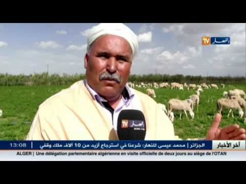 التشبث بتربية الأغنام كمهنة أصلية في تبسة الجزائرية