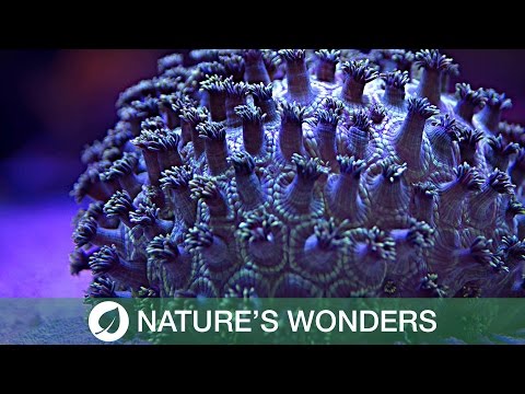 جمال الشعاب المرجانية في التصوير السريع