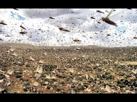 الجزائر تحتضن مقر صندوق لتسيير خطر الجراد