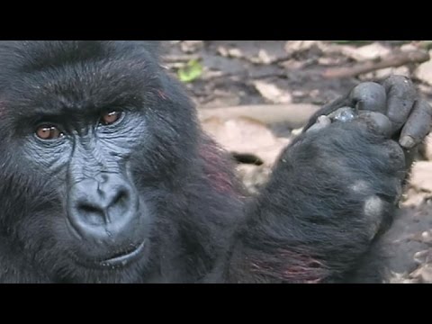 شاهد تحديات كثيرة لحماية حيوانات الغوريلا الجبلية في الكونغو