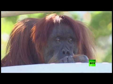 شاهد أنثى إنسان الغاب تتخطى عمرها الافتراضى ببلوغ الـ 60 عامًا