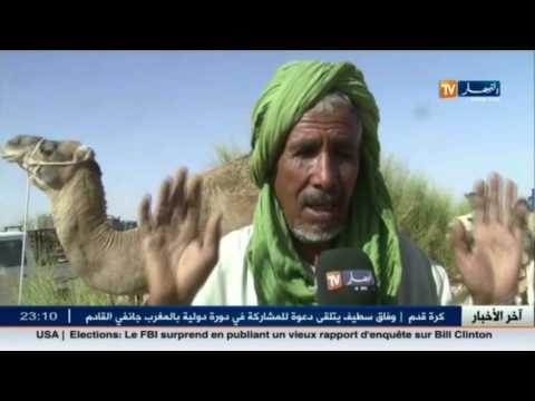 شاهد وباب الذباب الفتاك يقضي على مئات رؤوس الإبل في  ولاية البيض