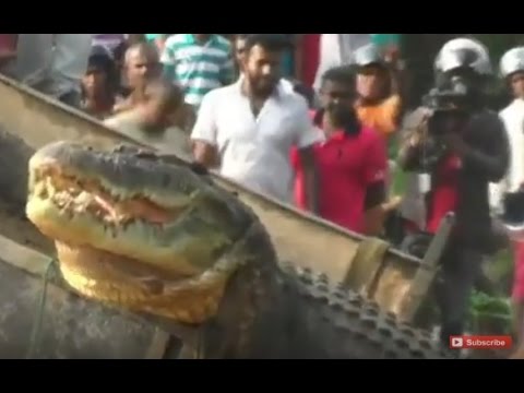 شاهد لحظة الإمساك بتمساح هائل ابتلع 3 رجال