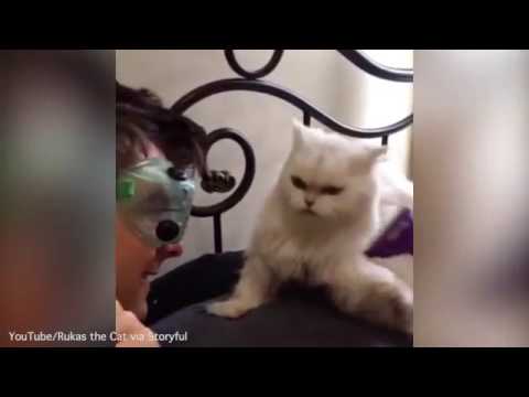 قطة تجبر صاحبها على ارتداء نظارات شخصية للحماية