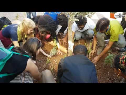 بالفيديو  شباب يغرسون أشجارًا ويوجهون رسائلًا مختلفة
