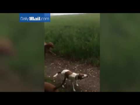 كلاب تلهو بالعشب على طريقة الغزلان وسط المروج