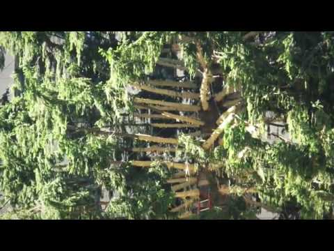 بالفيديو شجرة الكريسماس تزين مركز روكفلر الأميركي