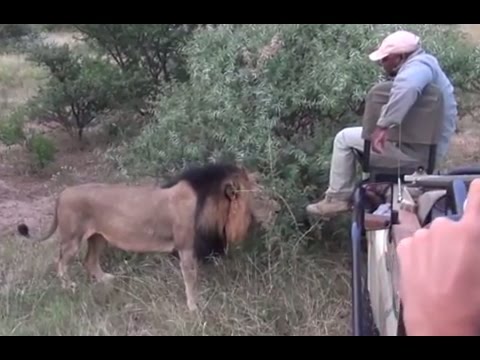 بالفيديو حارس يبدي شجاعة كبيرة أمام أسد