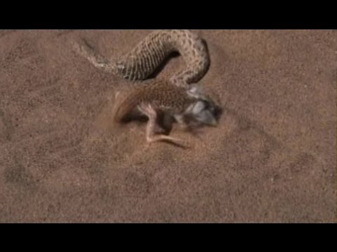 شاهد  أفعى الرمال تفترس سحلية بمهارة مذهلة