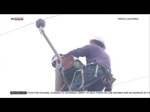 شاهد لحظة إنقاذ قط علق 9 أيام على عمود كهرباء