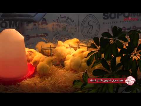 شاهد انطلاق الدورة 19 لمعرض الدواجن