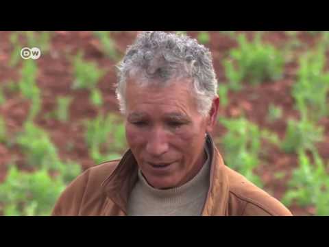 شاهد الطاقة الشمسية تدخل المجال الزراعي في المغرب