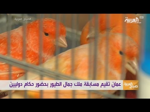 شاهد اختيار ملك جمال الطيور في عمان