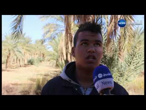 شاهد  انطلاق موسم جني التمور في غرداية