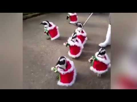 البطاريق تلعب دور «بابا نويل» في حديقة يابانية