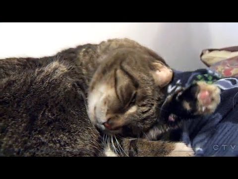 شاهد قط ضال يتحول إلى نجم في كندا