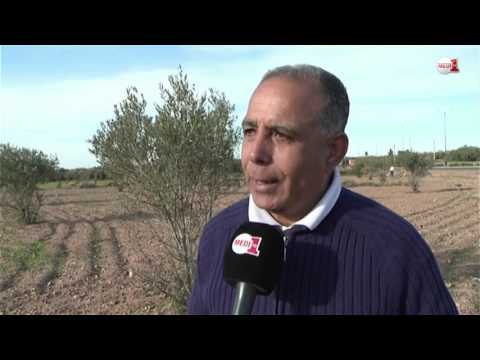 شاهد قطاع إنتاج الحليب في قلعة السراغنة يُواجه تحديات كبيرة