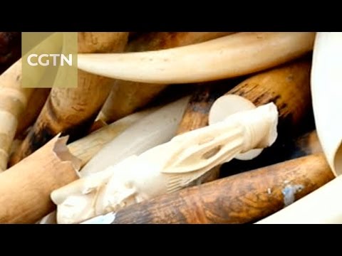 شاهد  الصين تستعد لحظر تجارة العاج