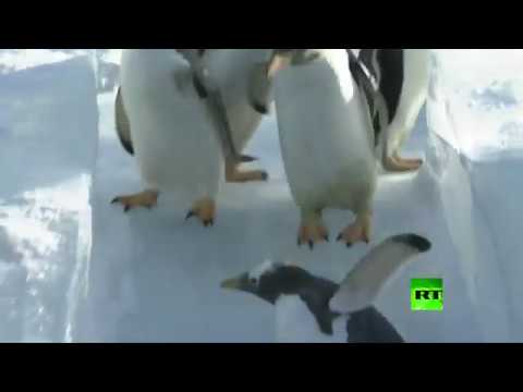 شاهد ألعاب طيور البطريق بحديقة polarland في هاربين الصينية