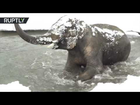 بالفيديو حيوانات أوريغون يلهون في الجليد