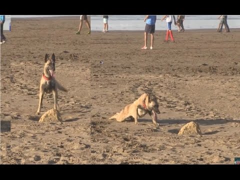 شاهد كيفية ترويض الكلاب بأقل مجهود