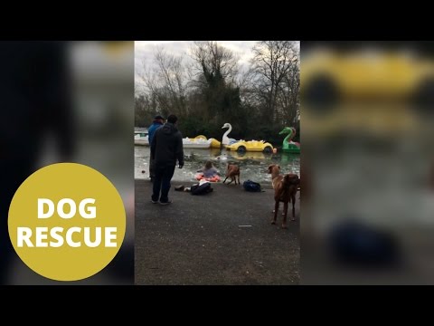 شاهد شابة تقفز في بحيرة متجمدة لإنقاذ كلبها