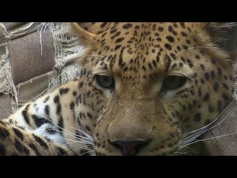 شاهد قبائل أفريقية تتجه للصلاة بجلود النمور المزيفة