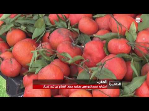 قطاع الحوامض وأزمة تصدير أثرت على ثمن البيع في السوق