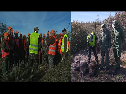 بالفيديو انطلاق عملية ضبط عدد الخنازير البرية في غابة اقليم بنسليمان