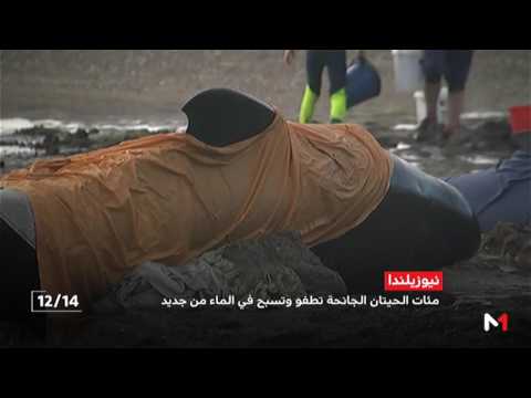 شاهد الحيتان الجانحة في نيوزيلندا