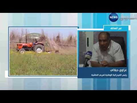 بالفيديو وزارة الفلاحة تقرّر خفض سعر الشعير