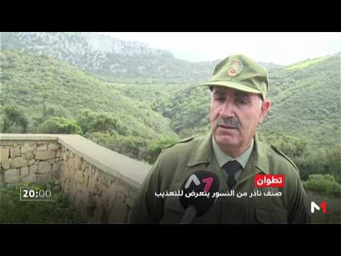 شاهد   تعرض صنف نادر من النسور للتعذيب