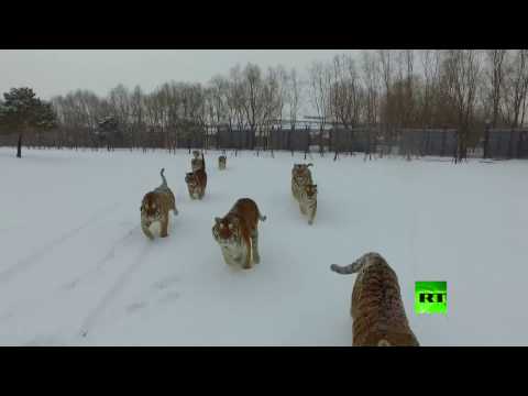 بالفيديو نمور سيبيرية تصطاد طائرة من دون طيار