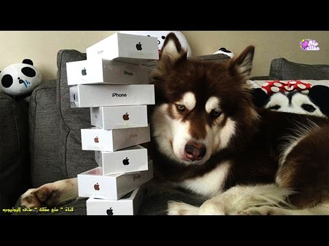 بالفيديو 10 حيوانات مدلّلة تتمتّع برفاهية مطلقة