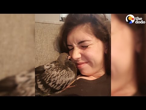 بالفيديو حمامة ضالة تقضي وقتها بين التسوّق والأكل في المطاعم