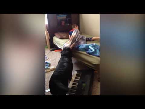 شاهد رد فعل كلب يرى طفلا نائما