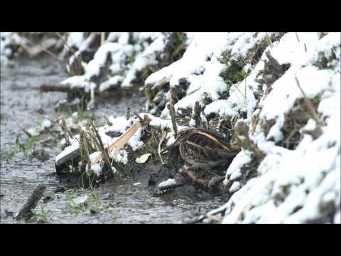 شاهد طائر نادر الظهور يستعرض رقصة الثقة