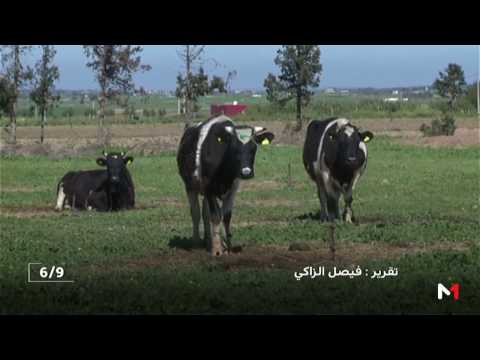 شاهد توقع موسم فلاحي جيد بسبب الأمطار