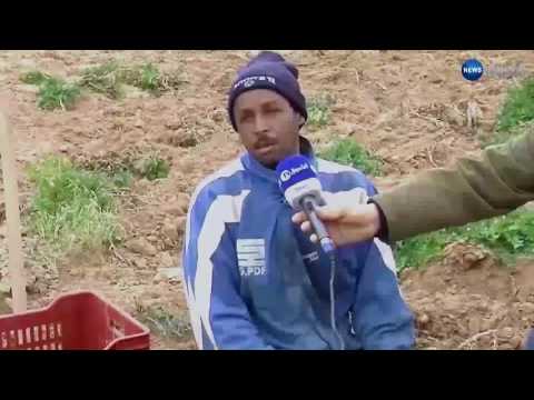 بالفيديو  الفلاحون يخشون فساد البطاطا بسبب غياب غرف التبريد