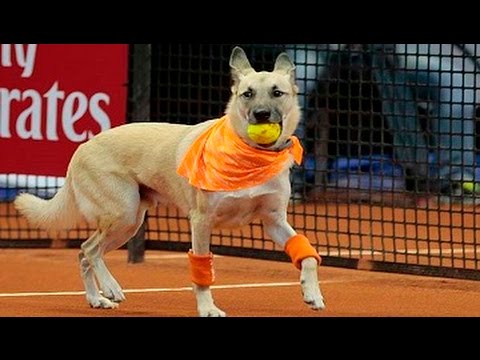 شاهد الكلاب تتبول في ملعب التنس