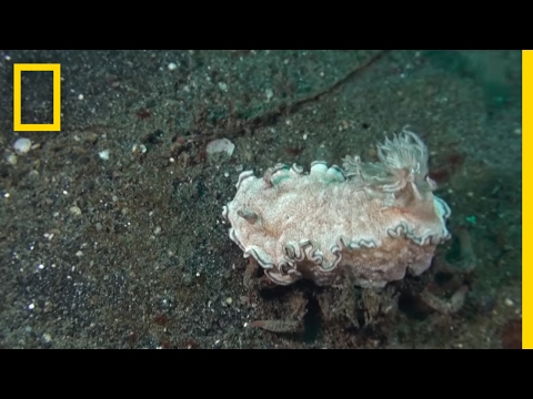 سرطان يختطف كائنًا رخوًا ليحميه من أي هجوم