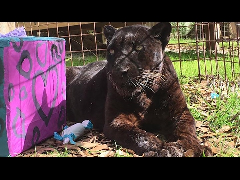 أكبر فهد على سطح الكوكب يحتفل بعيد ميلاده الـ25