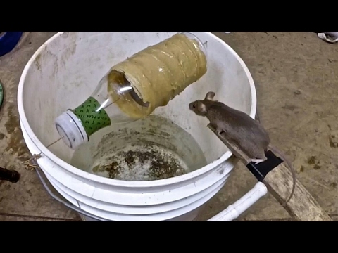 شاهد كيف يصطادون الفئران بطريقة خرافية